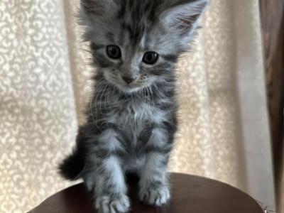 Tilly Of Donnelly - Maine Coon - Gallery Photo #1