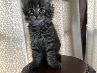 Miquel Of Donnelly - Maine Coon - Gallery Photo #1