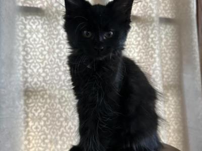Sienna Of Donnelly - Maine Coon - Gallery Photo #1