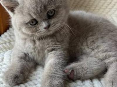 Chloe - British Shorthair - Gallery Photo #1