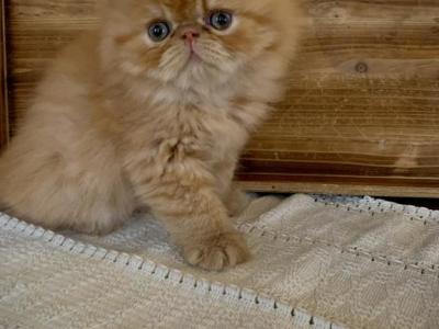 Exotics Looking For Loving Home - Exotic - Gallery Photo #1