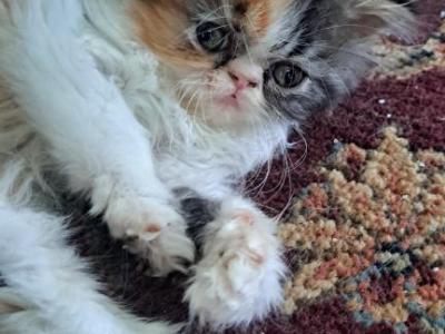 MADELYNN - Persian - Gallery Photo #1