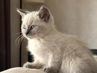 Mimi - Ragdoll - Gallery Photo #1