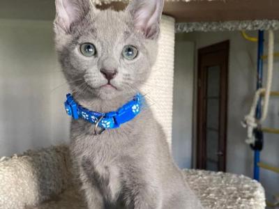 Dominik - Russian Blue - Gallery Photo #1