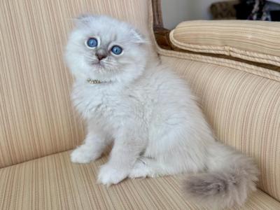 Scottish Fold Seal Point Male - Scottish Fold - Gallery Photo #1