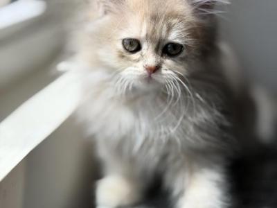 Burberry Fluffy - British Shorthair - Gallery Photo #1