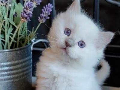 Ragdoll Kitten Available - Ragdoll - Gallery Photo #1