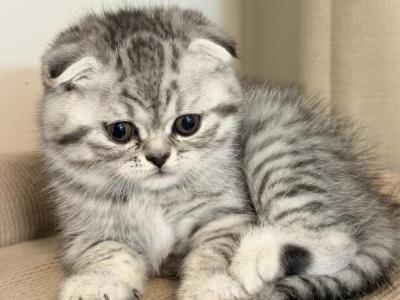 Arnie - Scottish Fold - Gallery Photo #1