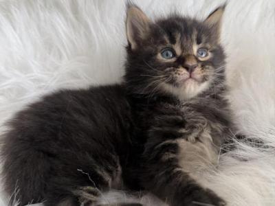 Magnate - Maine Coon - Gallery Photo #1