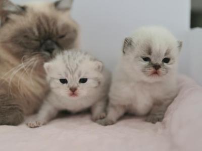We Got Kittens - British Shorthair - Gallery Photo #1