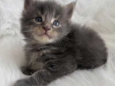 Varia - Maine Coon - Gallery Photo #1