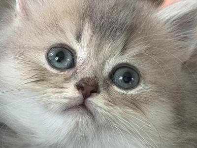 Bruno Longhair - British Shorthair - Gallery Photo #1