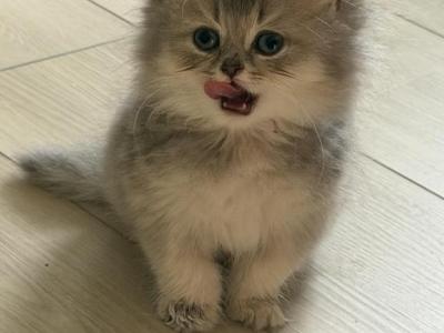 Bruno Longhair - British Shorthair - Gallery Photo #1