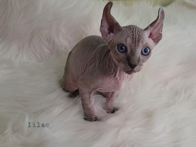 Lila - Sphynx - Gallery Photo #1