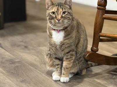 Abby - Domestic - Gallery Photo #1