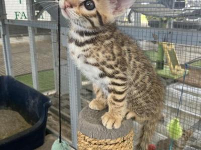 Savannah Kittens Boy And Girl - Savannah - Gallery Photo #1
