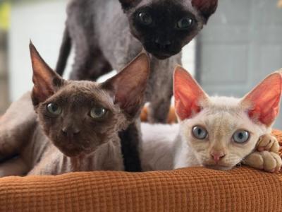 Devon Rex Kittens - Devon Rex - Gallery Photo #1