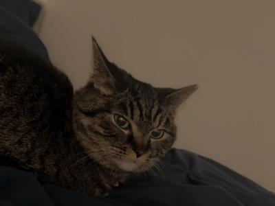 Cookie - Domestic - Gallery Photo #1
