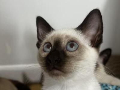 Motchi And Siblings - Siamese - Gallery Photo #1