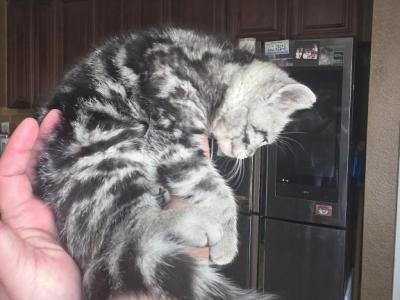 Loly - American Shorthair - Gallery Photo #1