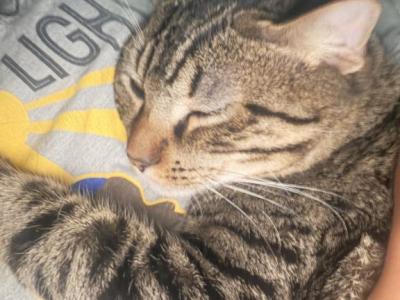 Royal - European Shorthair - Gallery Photo #1