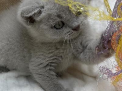 Lilac Boy GrCh Sire - British Shorthair - Gallery Photo #1