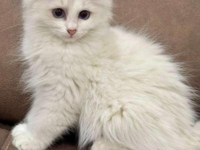 Susan Lilac Bi Color - Ragdoll - Gallery Photo #1