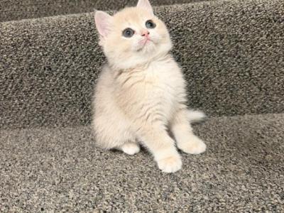 Lilac - British Shorthair - Gallery Photo #1