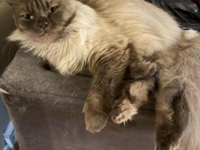 Simba - Ragdoll - Gallery Photo #1