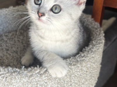 Marcko - Scottish Fold - Gallery Photo #1