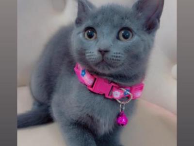 Kittens Ready For Homes - American Shorthair - Gallery Photo #1