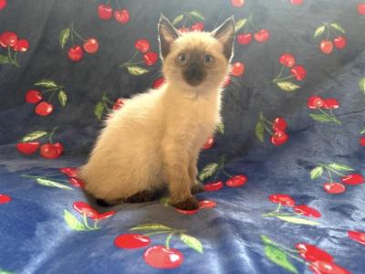 Big John - Siamese - Gallery Photo #1