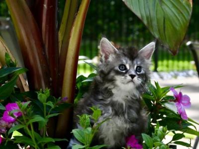 Me - Maine Coon - Gallery Photo #1