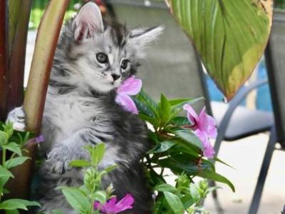 Fa - Maine Coon - Gallery Photo #1