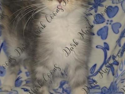 Slinkz Littles - Maine Coon - Gallery Photo #1