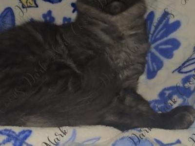 Ada's Littles - Maine Coon - Gallery Photo #1
