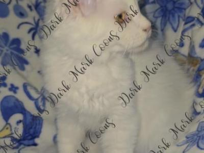 Nova Littles - Maine Coon - Gallery Photo #1