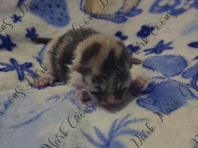 Vada Littles - Maine Coon - Gallery Photo #1