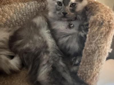 Maple - Maine Coon - Gallery Photo #1