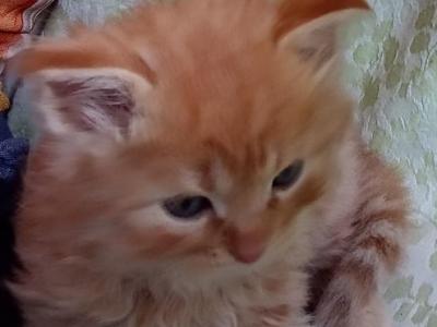 Titus - Siberian - Gallery Photo #1