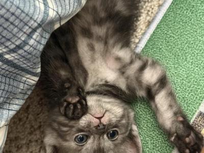 Bear - Scottish Fold - Gallery Photo #1