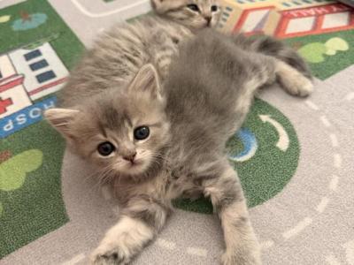 Pinky - Scottish Fold - Gallery Photo #1