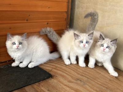 Sweet Ragdoll Babies - Ragdoll - Gallery Photo #1