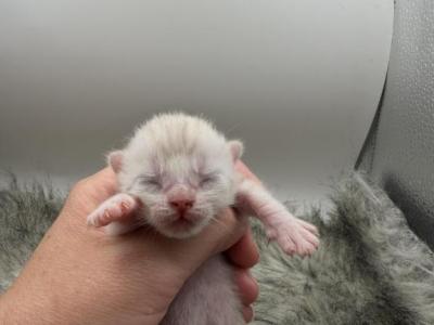 Bo Peep - Bengal - Gallery Photo #1