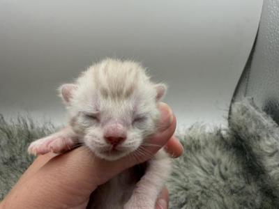 Trixie - Bengal - Gallery Photo #1