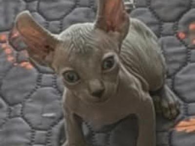 MIKEY - Sphynx - Gallery Photo #1