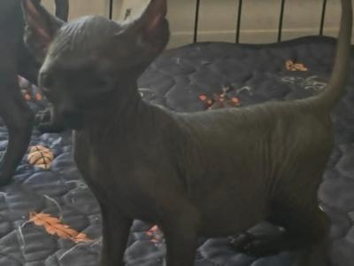 Zella - Sphynx - Gallery Photo #1