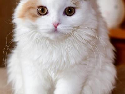 Hudson - Scottish Fold - Gallery Photo #1