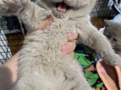 Kitten 4 - Scottish Straight - Gallery Photo #1