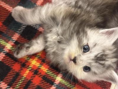 Cinnamon - Domestic - Gallery Photo #1